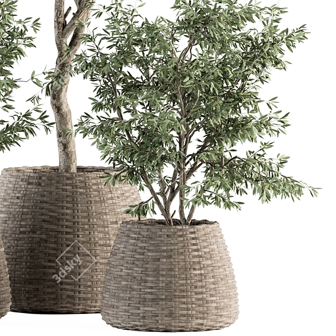 Olive Oasis: Indoor Plant Set 3D model image 3