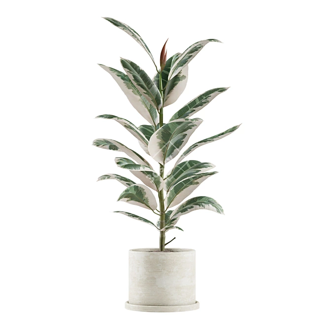 Exotic Indoor Plants Collection 3D model image 6