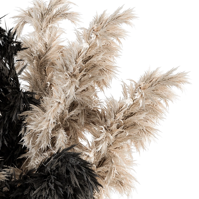 Elegant Pampas: Black Cream Beauty 3D model image 3