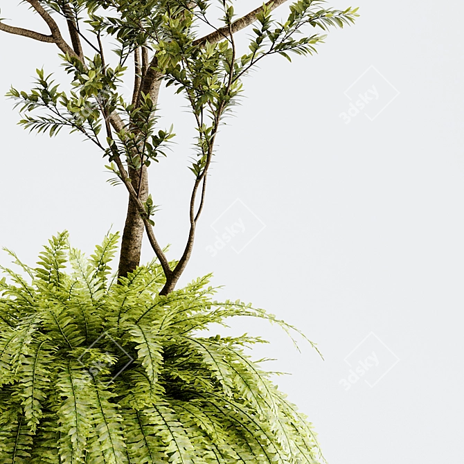 Organika Plant Pack: Myrciaria & Nephrolepis 3D model image 2