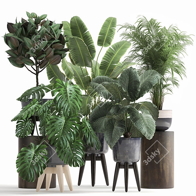 Tropical Plant Collection: Exotic Monstera, Alocasia, and Ficus 3D model image 1