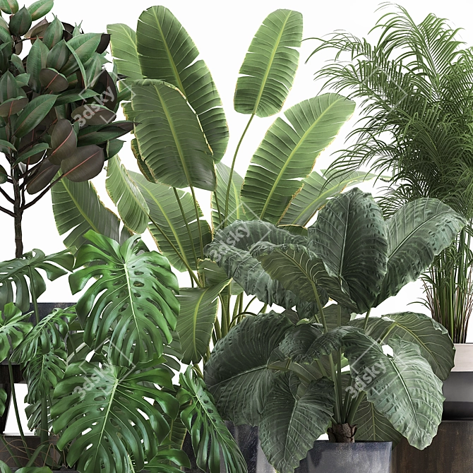 Tropical Plant Collection: Exotic Monstera, Alocasia, and Ficus 3D model image 3