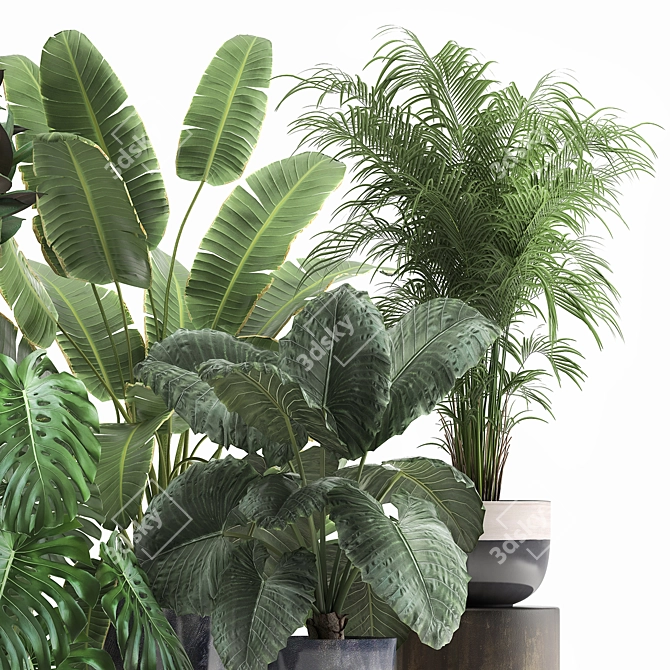 Tropical Plant Collection: Exotic Monstera, Alocasia, and Ficus 3D model image 5