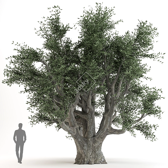  3D Olive Tree Model - PBR Material 3D model image 2