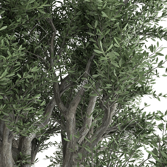  3D Olive Tree Model - PBR Material 3D model image 3