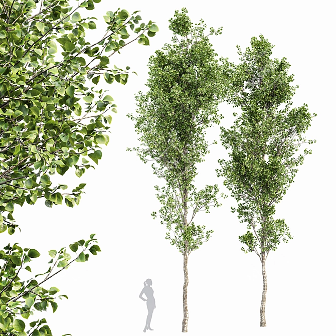 Birch 2 Trees - 3D Models With High Resolution 3D model image 1