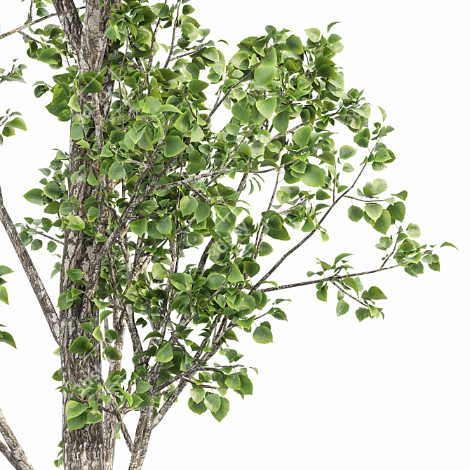 Birch 2 Trees - 3D Models With High Resolution 3D model image 2