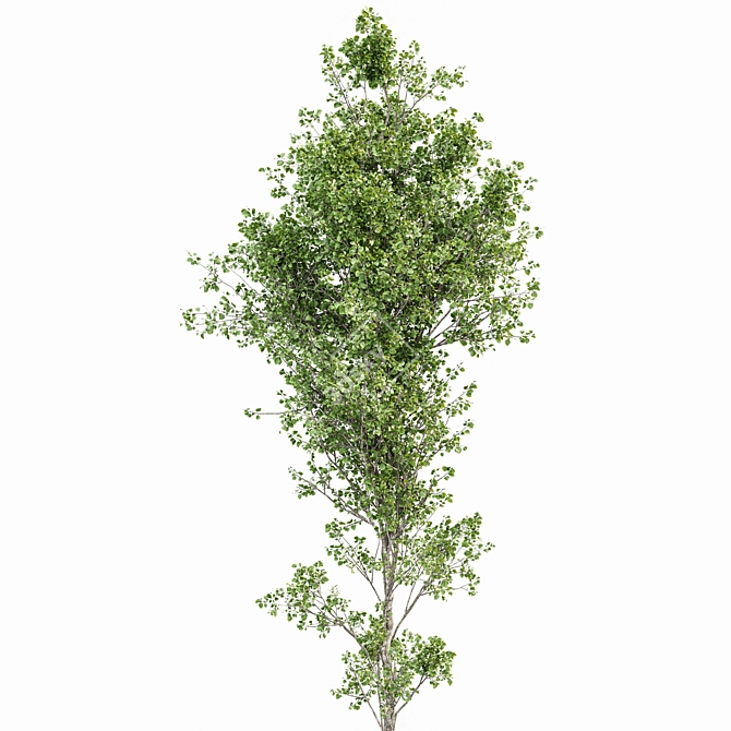 Birch 2 Trees - 3D Models With High Resolution 3D model image 3
