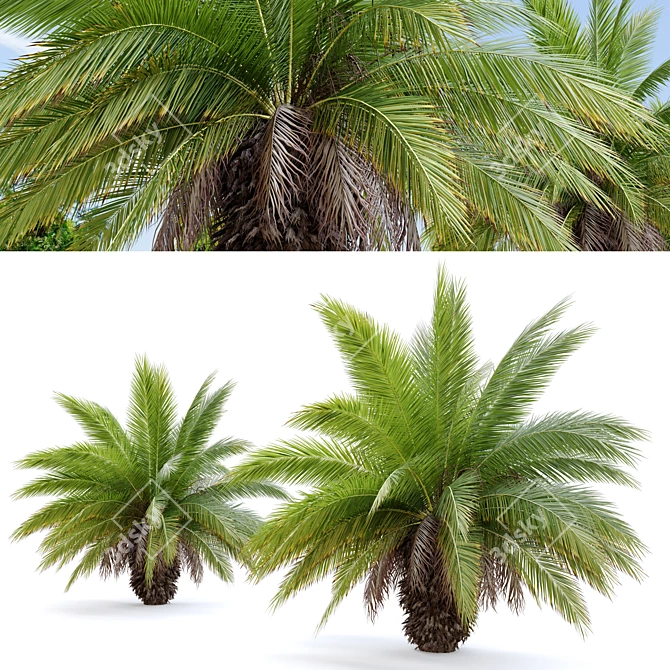 Canary Island Date Palm: 3m 3D model image 4