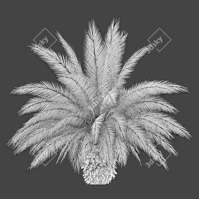 Canary Island Date Palm: 3m 3D model image 5