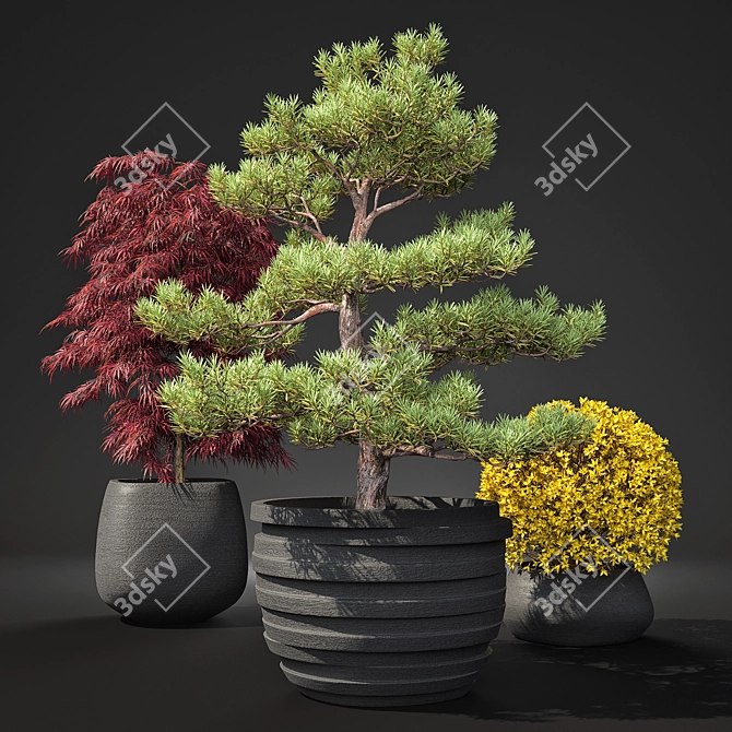 Outdoor Plant Pot Set: Red Dragon Maple, Forsythia & Pine Topiaries 3D model image 1