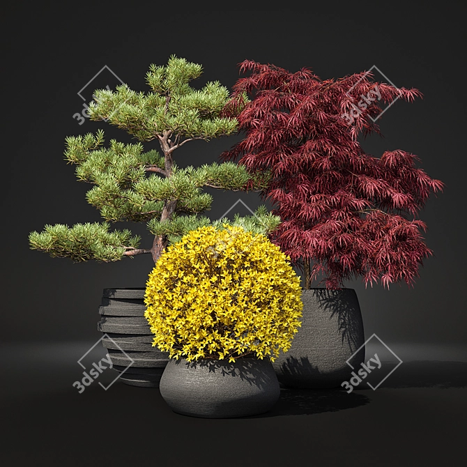 Outdoor Plant Pot Set: Red Dragon Maple, Forsythia & Pine Topiaries 3D model image 2