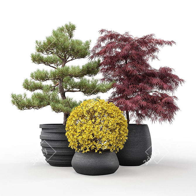 Outdoor Plant Pot Set: Red Dragon Maple, Forsythia & Pine Topiaries 3D model image 5