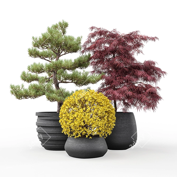Outdoor Plant Pot Set: Red Dragon Maple, Forsythia & Pine Topiaries 3D model image 6