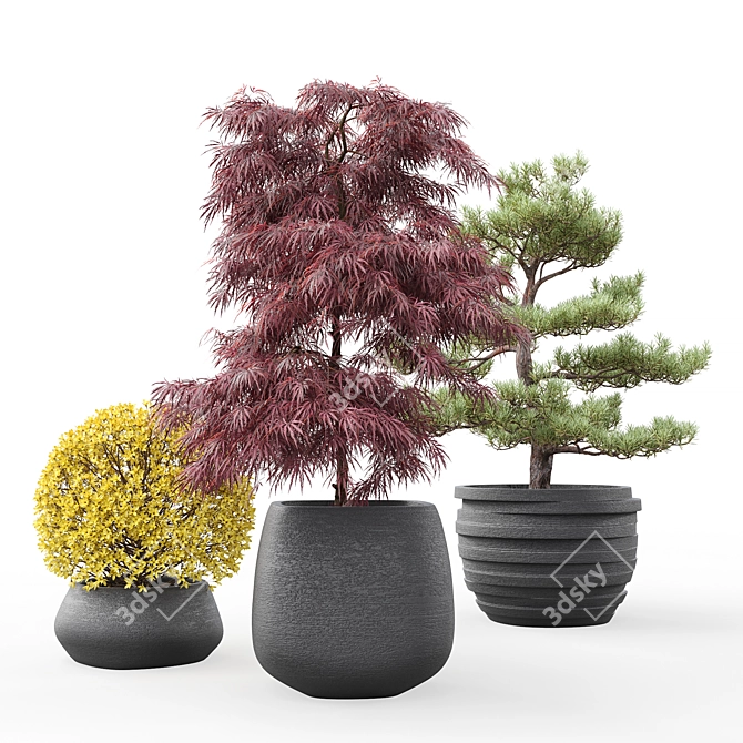 Outdoor Plant Pot Set: Red Dragon Maple, Forsythia & Pine Topiaries 3D model image 8