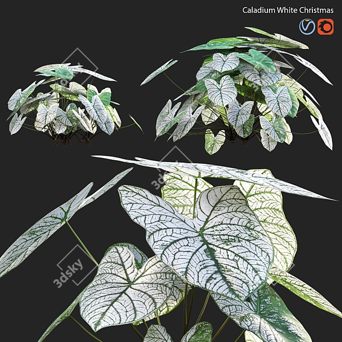 Caladium White Christmas - 3D Model 3D model image 1