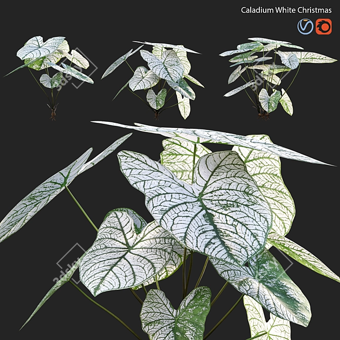 Snowy Caladium: Angelic White Christmas 3D model image 1