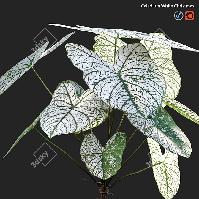 Snowy Caladium: Angelic White Christmas 3D model image 2