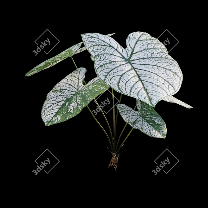 Snowy Caladium: Angelic White Christmas 3D model image 4