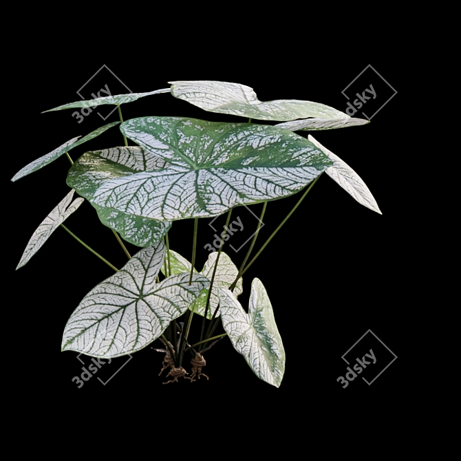 Snowy Caladium: Angelic White Christmas 3D model image 6