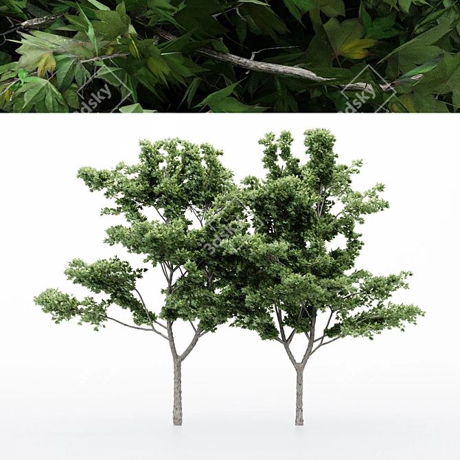 Japanese Maple Tree Collection - 4 Varieties 3D model image 1