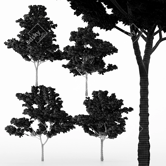 Japanese Maple Tree Collection - 4 Varieties 3D model image 4