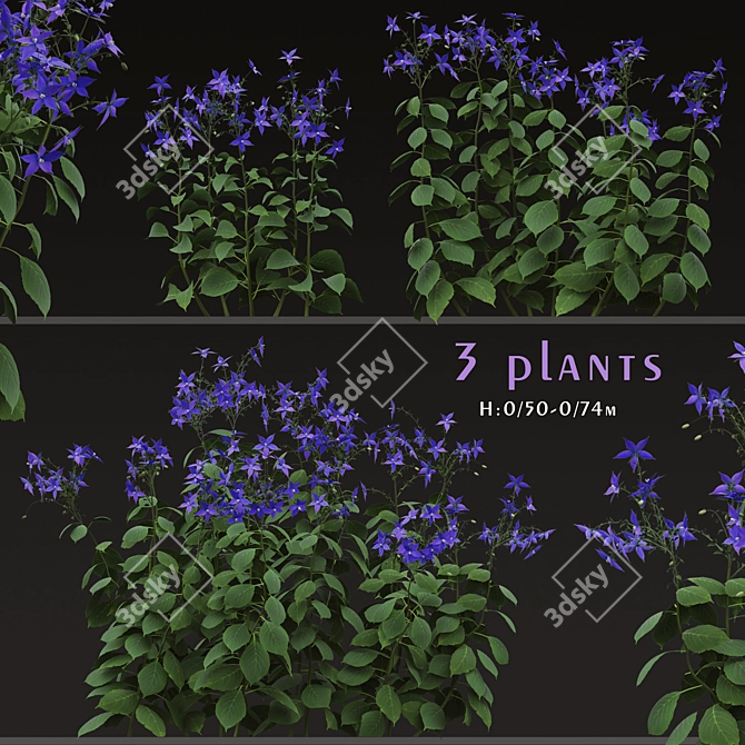 Title: Borago officinalis Starflower Trio 3D model image 1