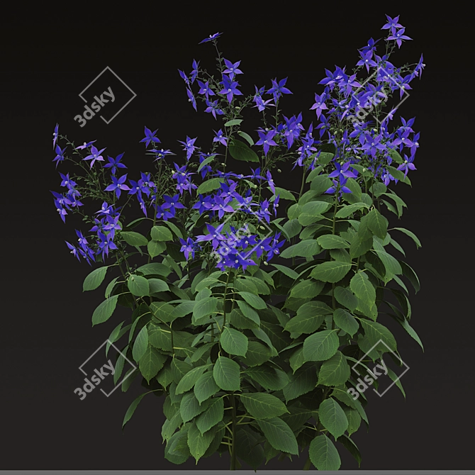 Title: Borago officinalis Starflower Trio 3D model image 2