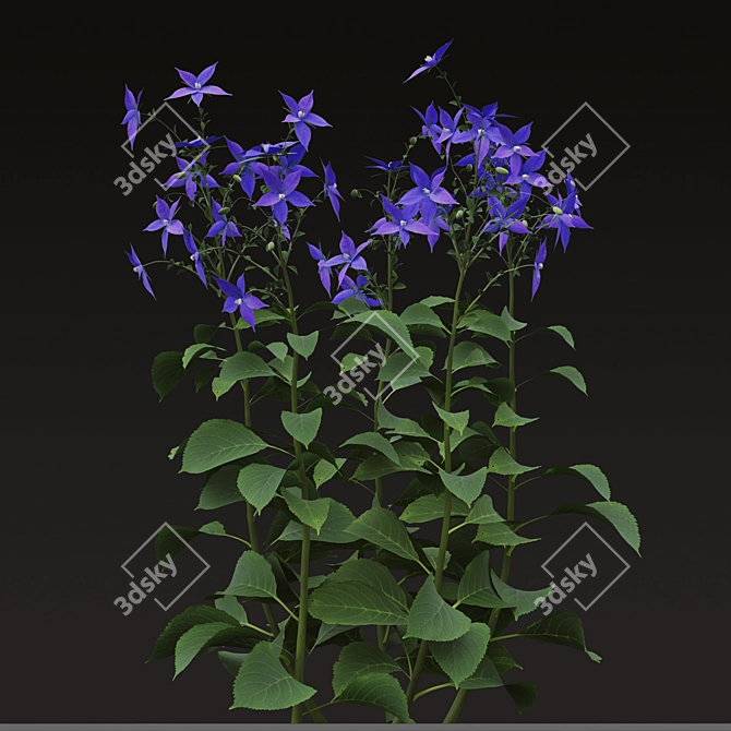 Title: Borago officinalis Starflower Trio 3D model image 4