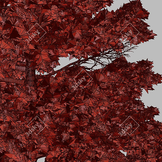 Pristine Duo: White Fir Trees 3D model image 2