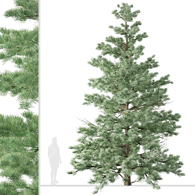 Pristine Duo: White Fir Trees 3D model image 3