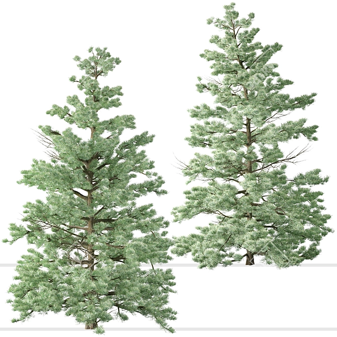 Pristine Duo: White Fir Trees 3D model image 4