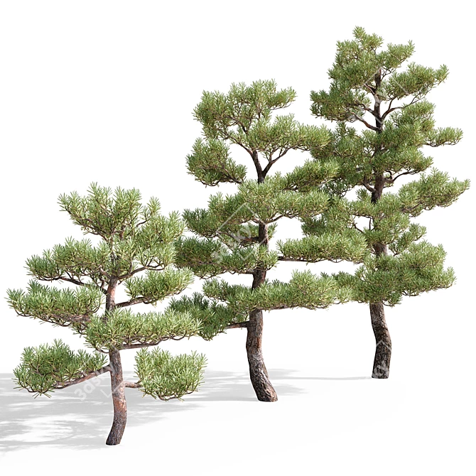 Pristine Pines: Realistic Pine Trees 3D model image 2