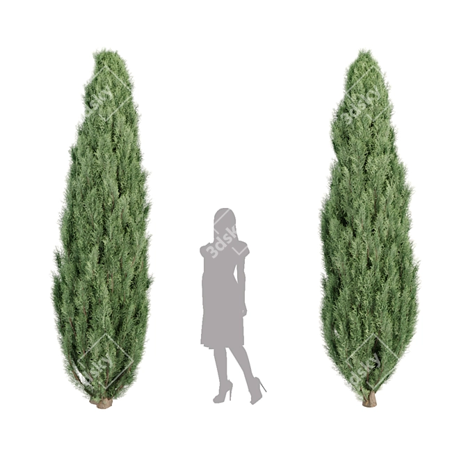 Evergreen Juniper Trees Collection 3D model image 3