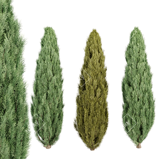 Evergreen Juniper Trees Collection 3D model image 12