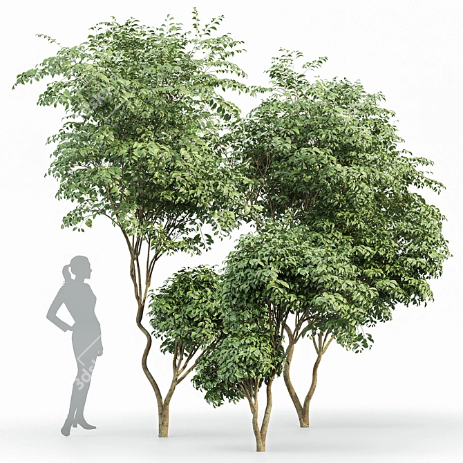 Japanese Cherry Leaf: Exquisite 3D Tree 3D model image 1