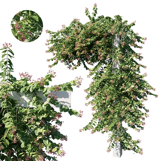 Indigo Combretum 04: 3D Plant Model 3D model image 1