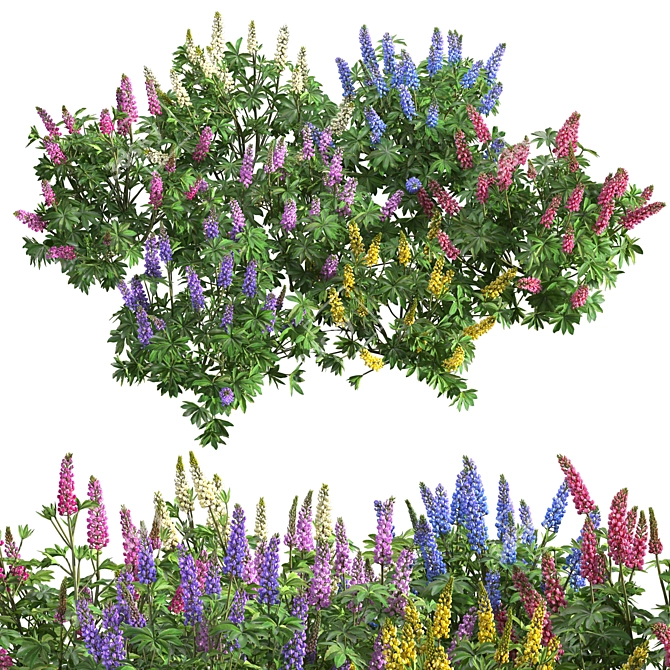 Lupinus 2013: High-Quality 3D Plant Model 3D model image 1