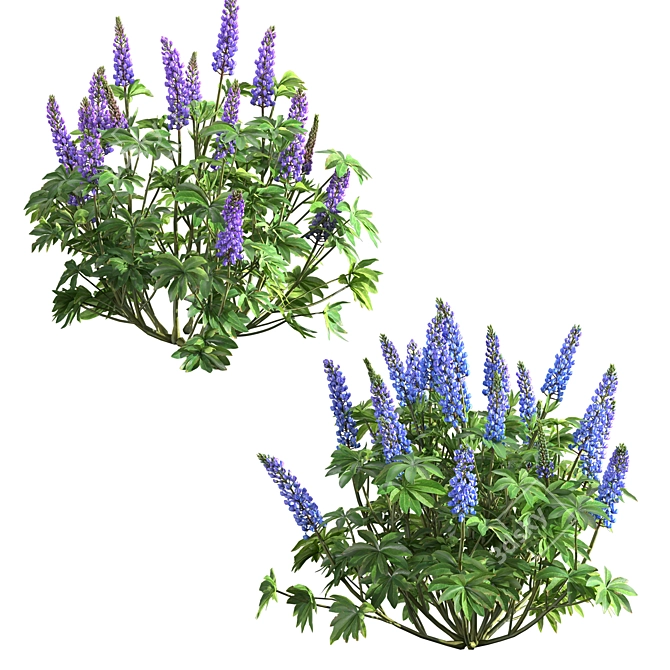 Lupinus 2013: High-Quality 3D Plant Model 3D model image 2