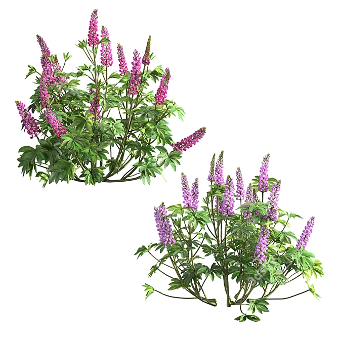 Lupinus 2013: High-Quality 3D Plant Model 3D model image 3