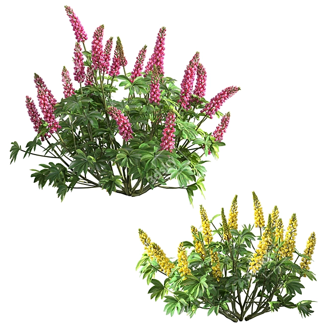 Lupinus 2013: High-Quality 3D Plant Model 3D model image 4