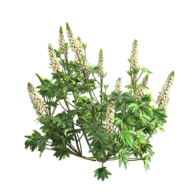 Lupinus 2013: High-Quality 3D Plant Model 3D model image 5