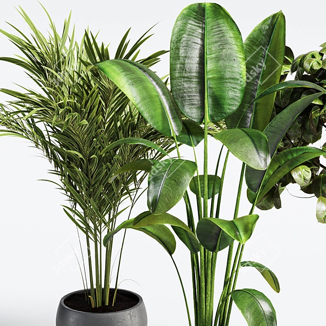 Tropical Plant Collection: Ficus & Palm 3D model image 3