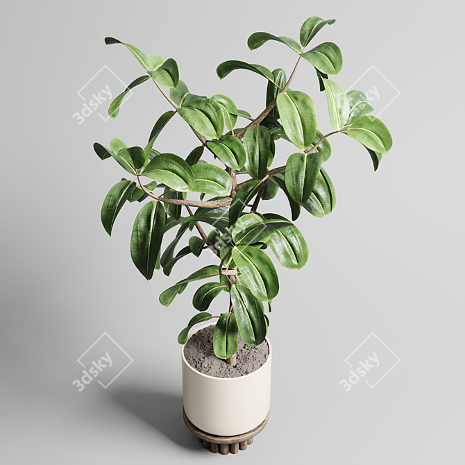 Wooden Vase Pot for Ficus Rubber Plant 3D model image 4