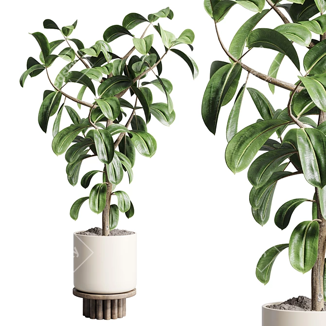 Wooden Vase Pot for Ficus Rubber Plant 3D model image 6