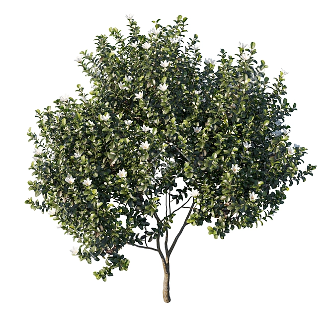 Graceful Michelia Tree: Premium 3D Model 3D model image 2