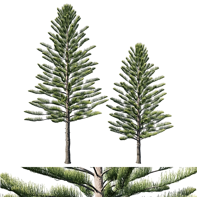 Araucaria Heterophylla: 2013 Version, 3D Model 3D model image 1