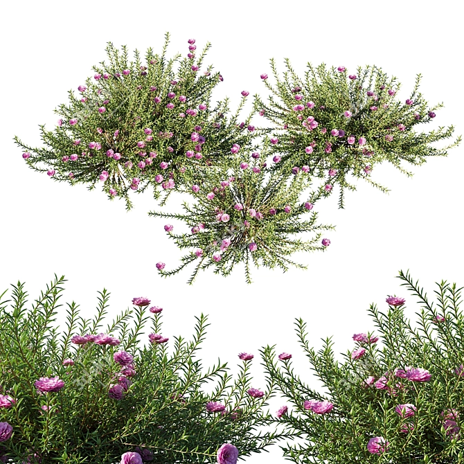 Portulaca Grandiflora 01: Stunning Floral 3D Model 3D model image 2