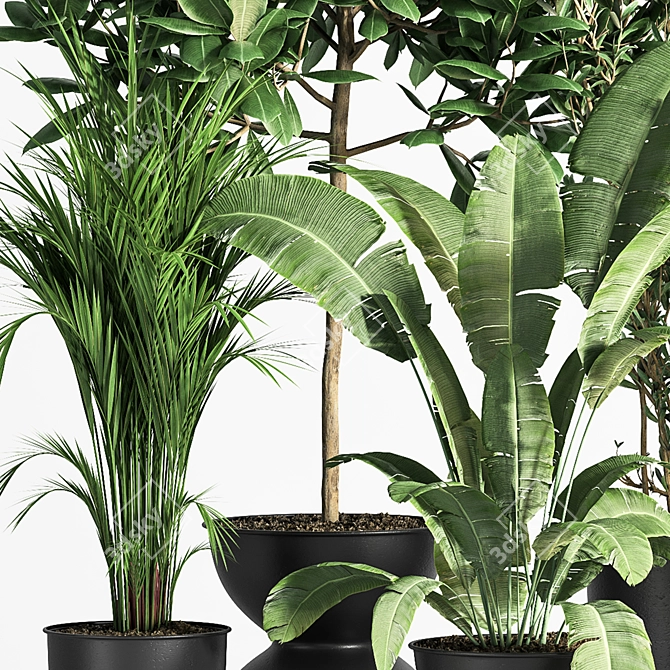 Indoor Plant Set 01Z: Beautiful and Versatile 3D model image 5