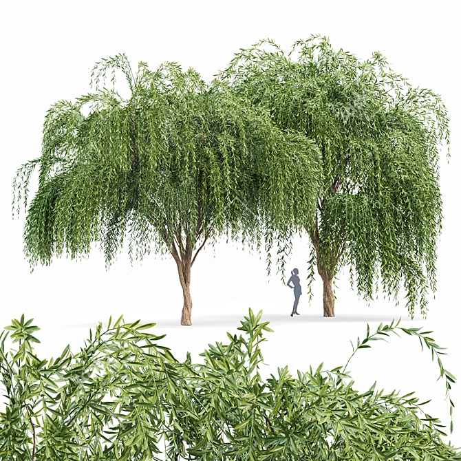 Elegant Weeping Willow Tree Duo 3D model image 1